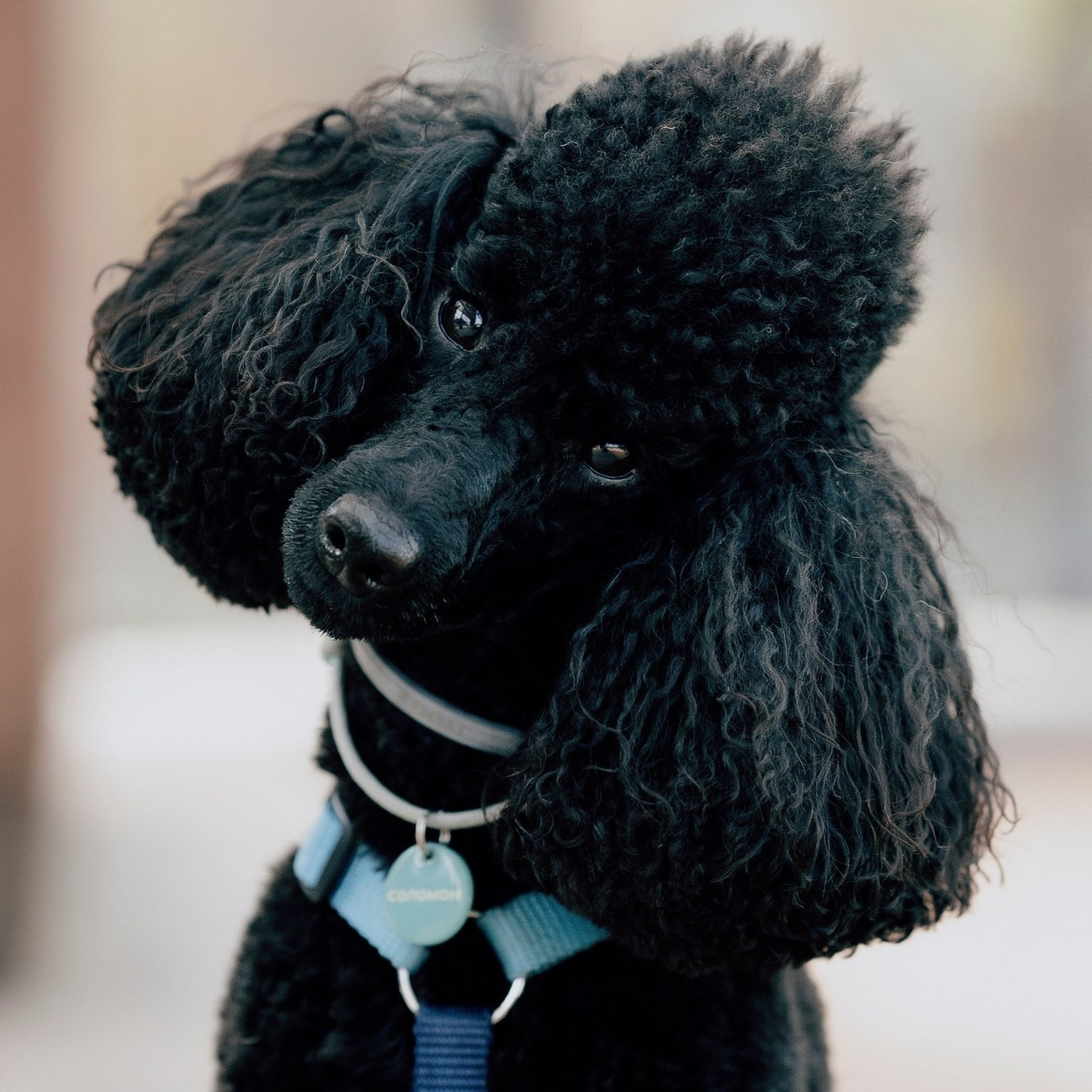 Отзывы. Фотограф- анималист Александра Матвеева