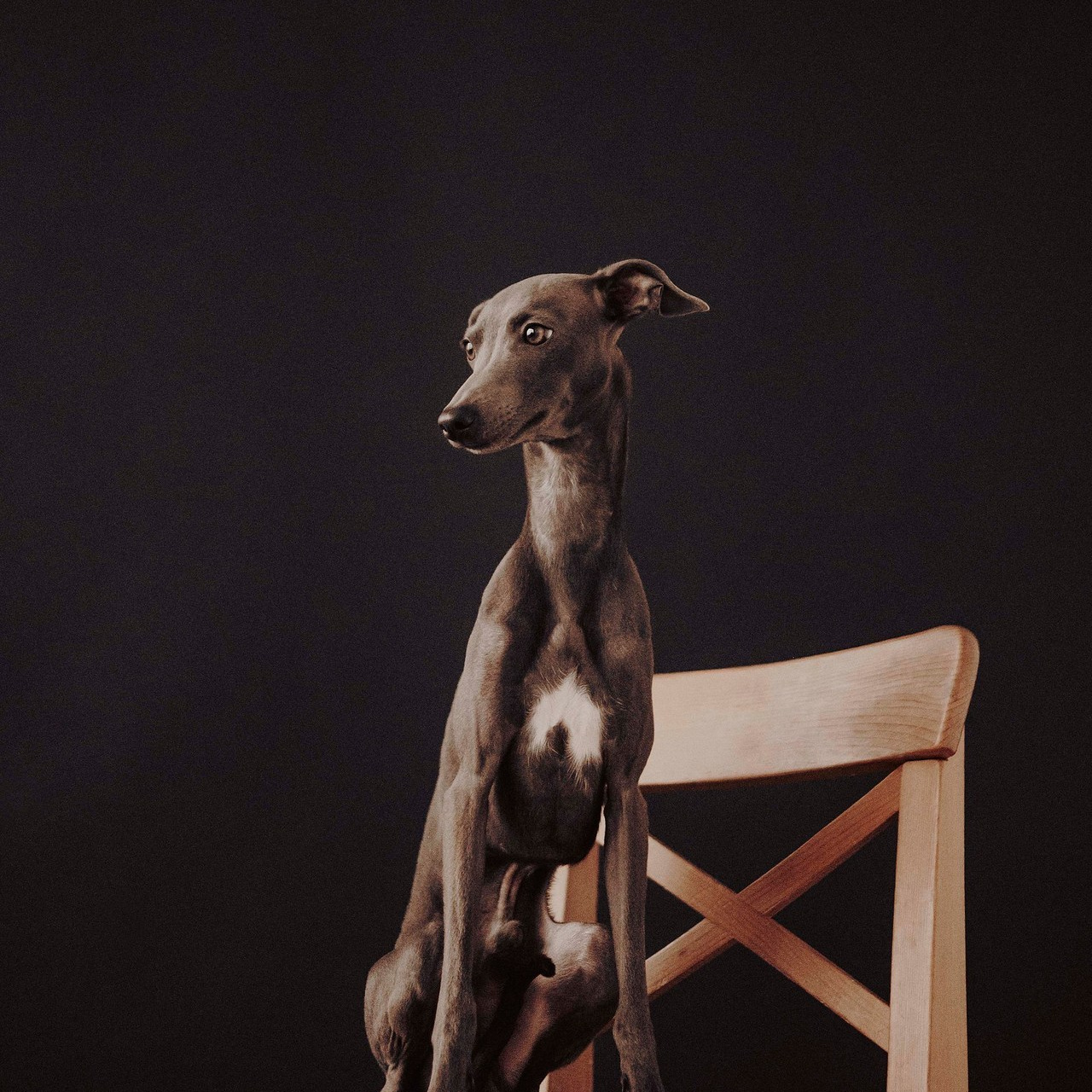 Отзывы. Фотограф- анималист Александра Матвеева