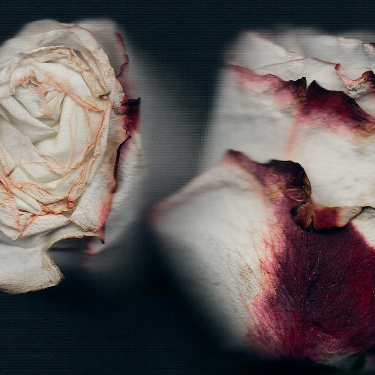 Distorted Botanicals & Objects. Сканография. Visual artist (photo & arts)