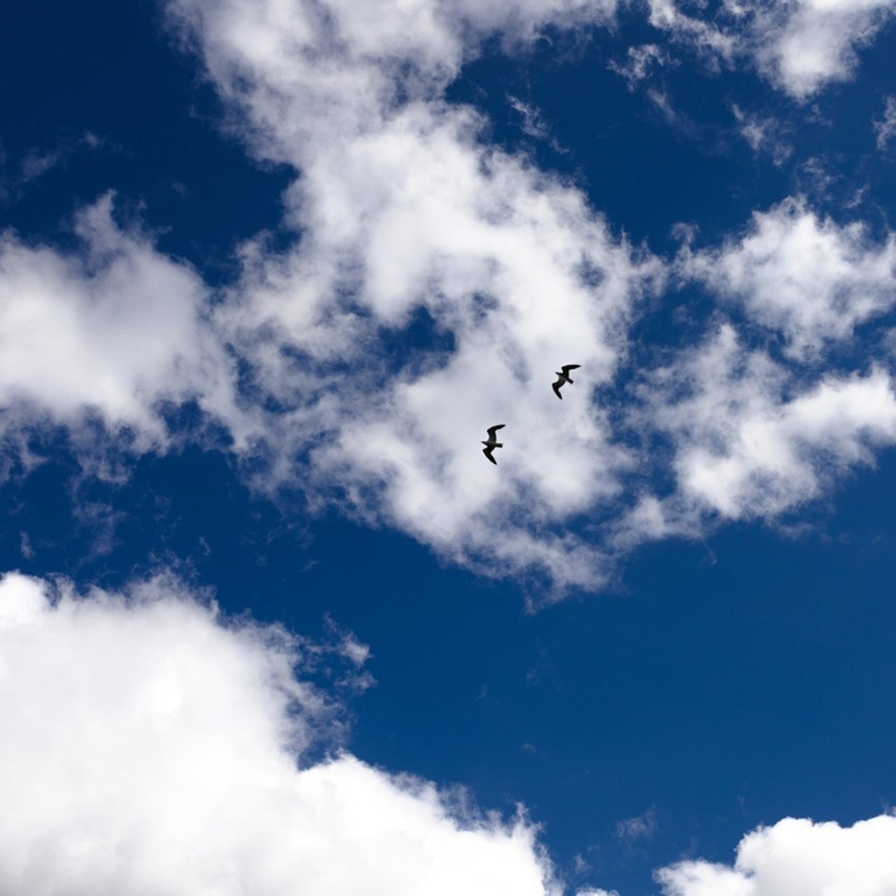 Отзывы. Свадебные фотографы в г. Сургут Маркова Наталья и Замахина Елена