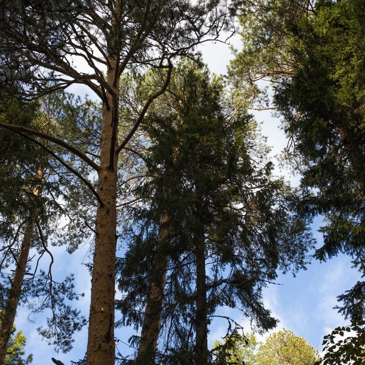Отзывы. Свадебные фотографы в г. Сургут Маркова Наталья и Замахина Елена