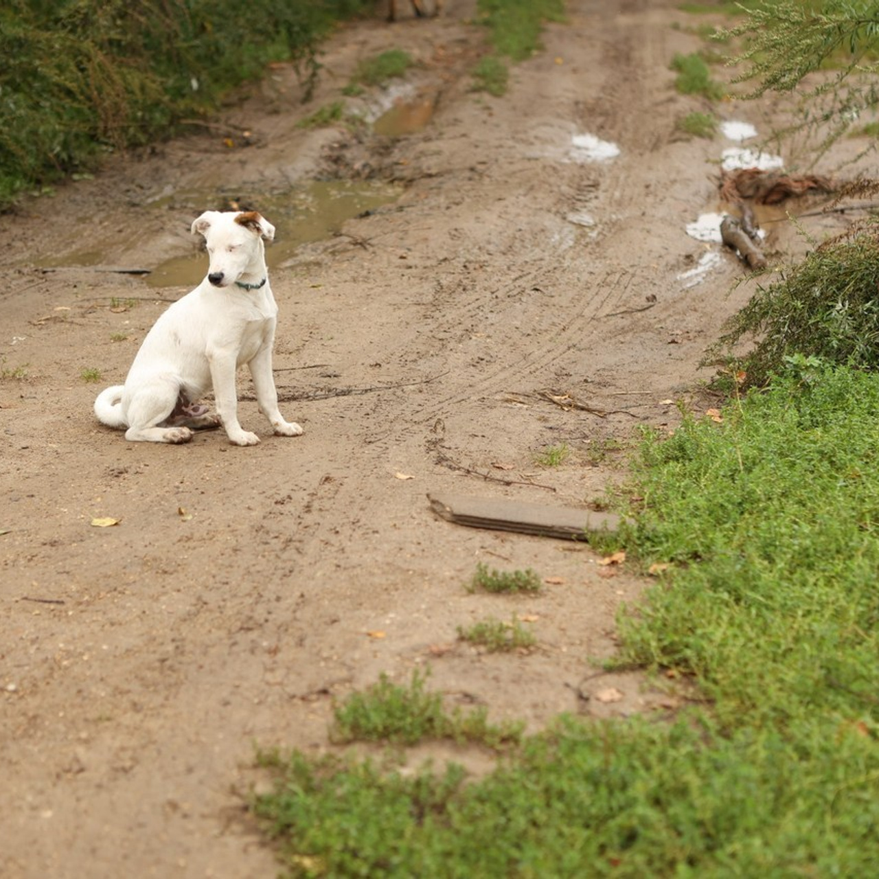 Отзывы. Фотограф-анималист Полина Колкова | Москва
