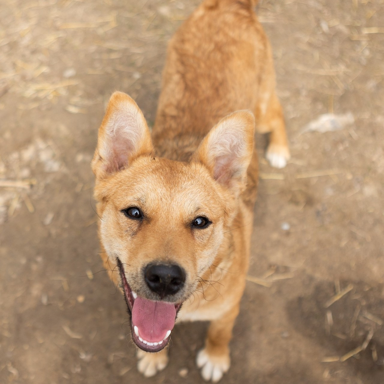 Отзывы. Фотограф-анималист Полина Колкова | Москва