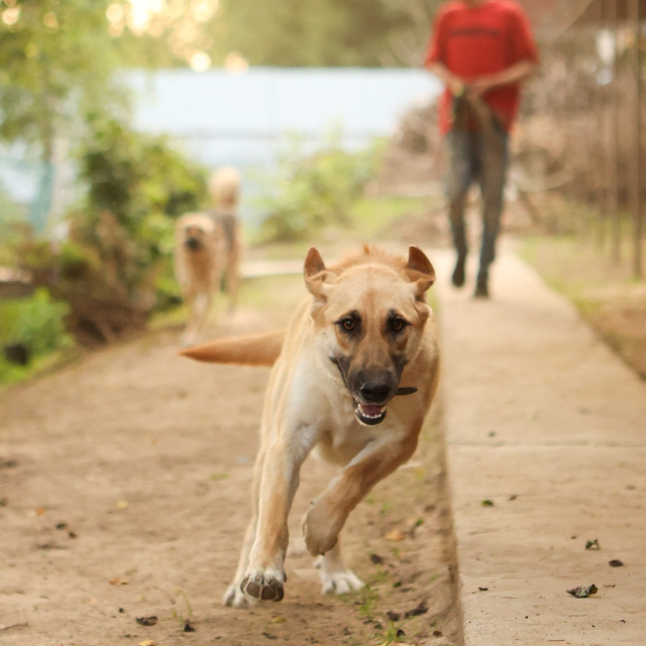 Отзывы. Фотограф-анималист Полина Колкова | Москва