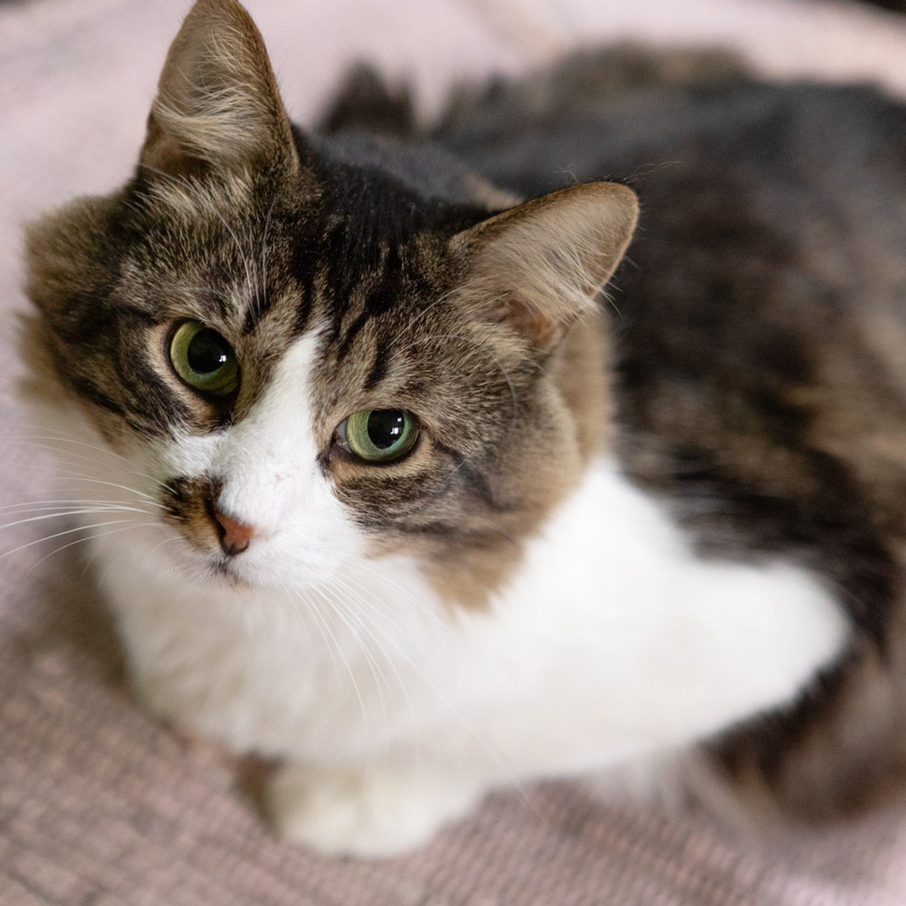 Отзывы. Фотограф-анималист Полина Колкова | Москва