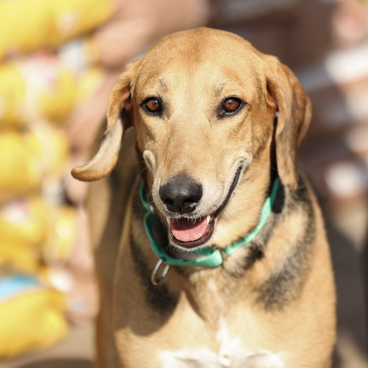 Отзывы. Фотограф-анималист Полина Колкова | Москва