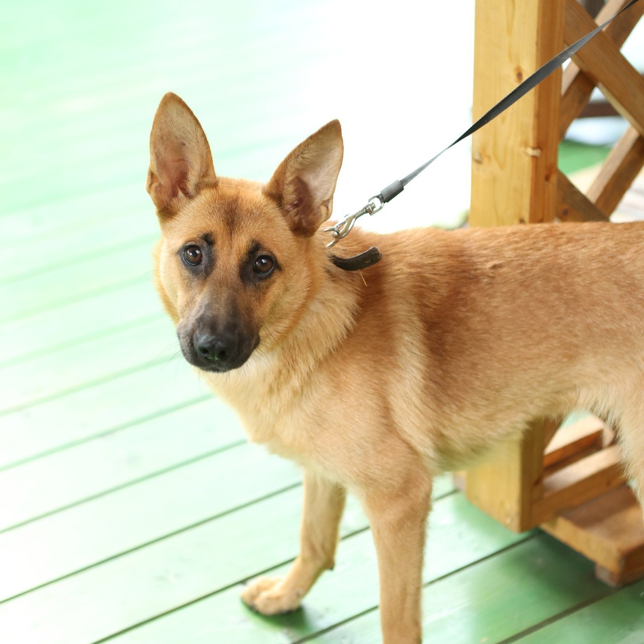 Отзывы. Фотограф-анималист Полина Колкова | Москва