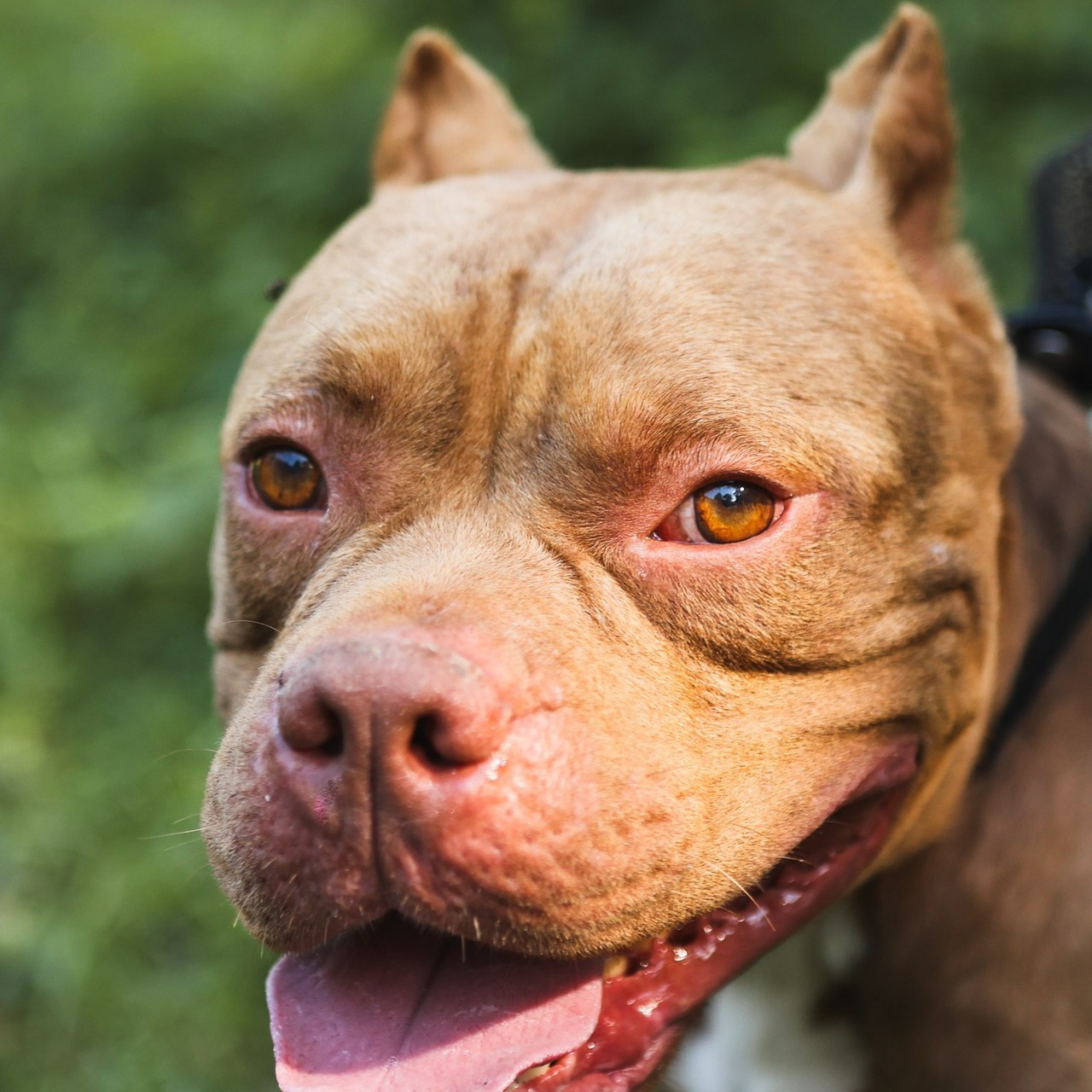 Отзывы. Фотограф-анималист Полина Колкова | Москва