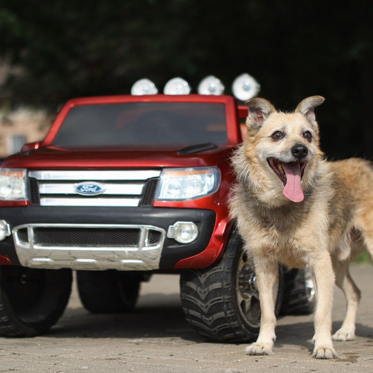 Отзывы. Фотограф-анималист Полина Колкова | Москва