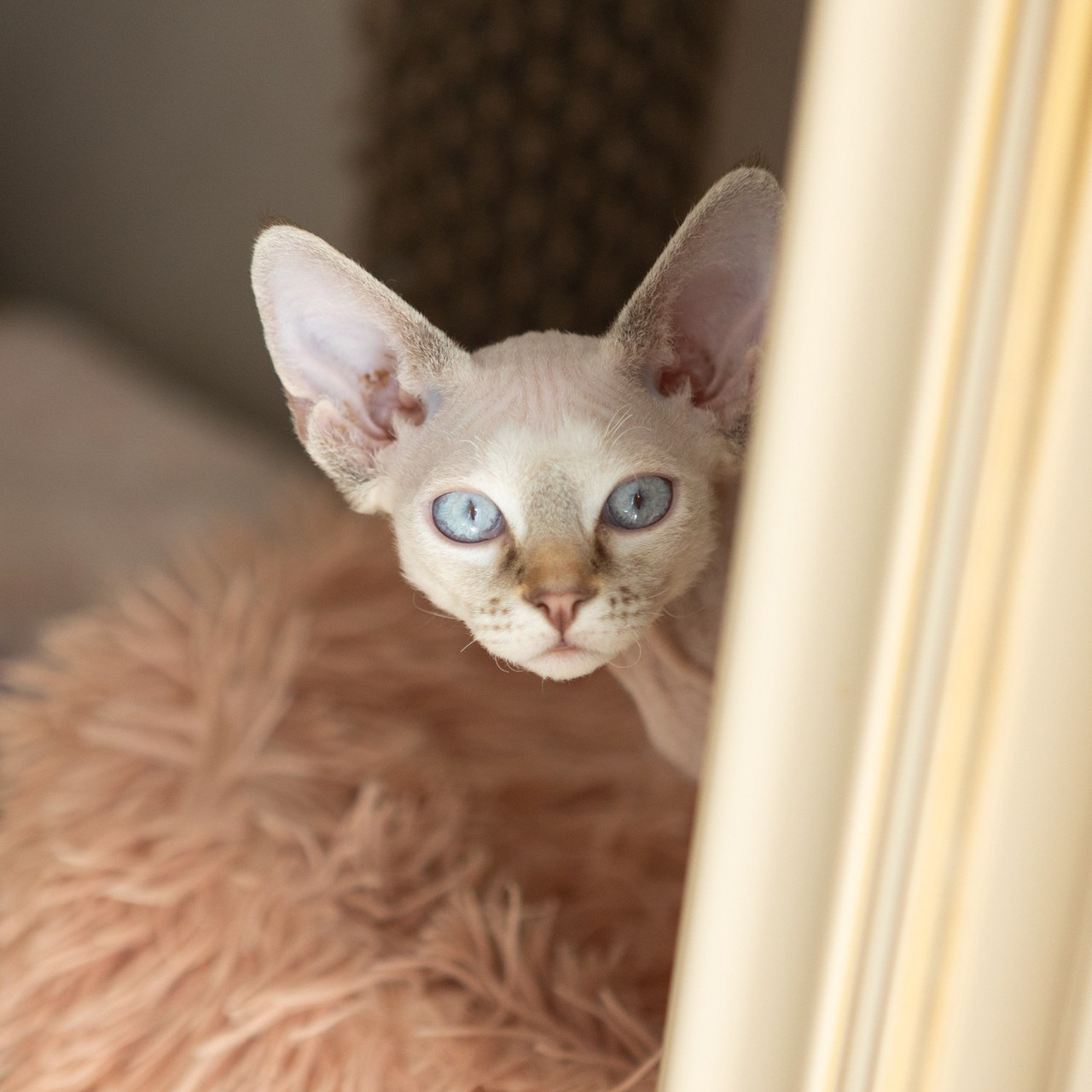 Отзывы. Фотограф-анималист Полина Колкова | Москва