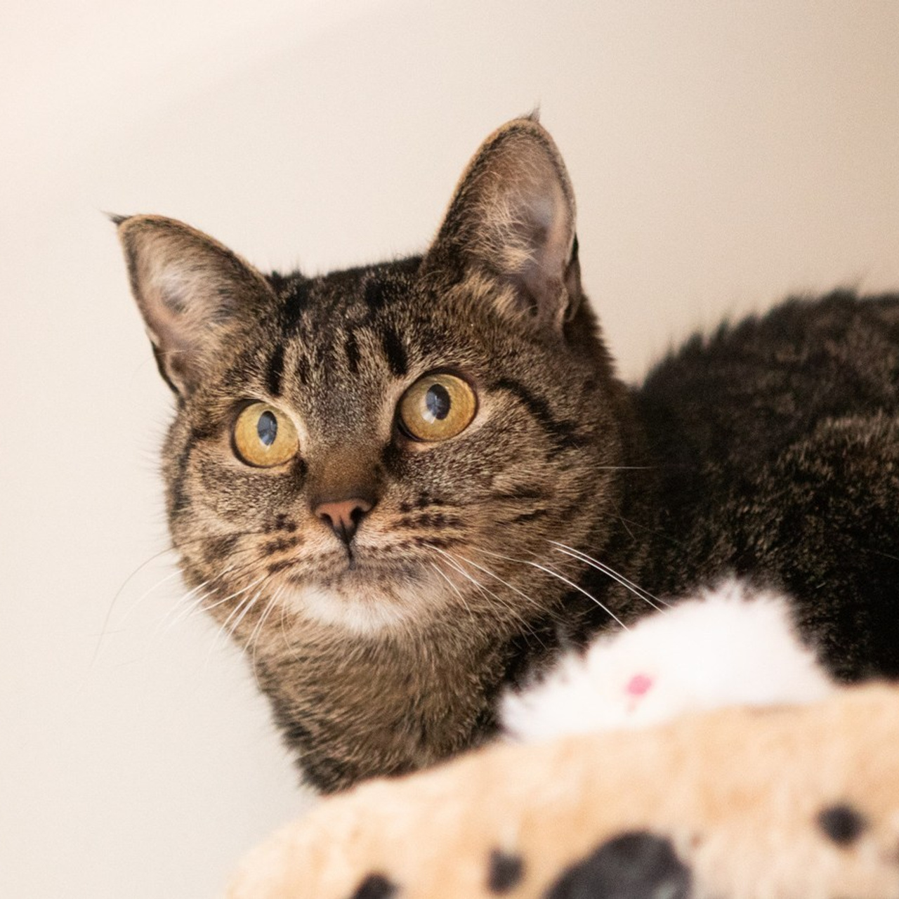 Отзывы. Фотограф-анималист Полина Колкова | Москва