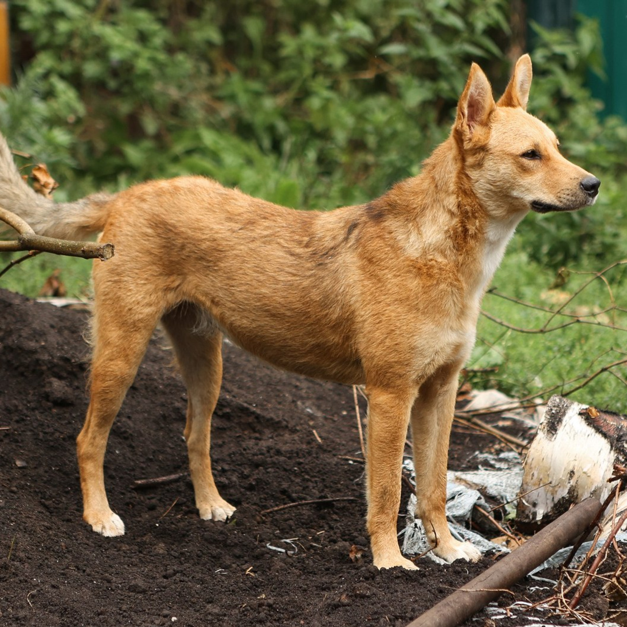 Отзывы. Фотограф-анималист Полина Колкова | Москва
