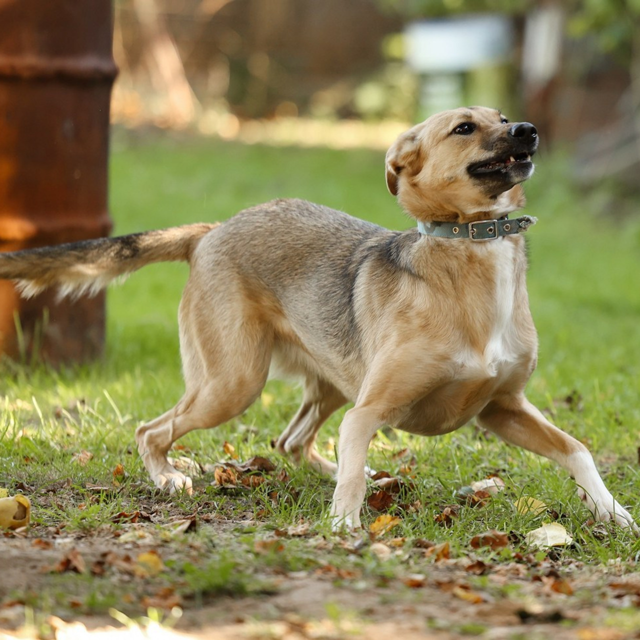 Отзывы. Фотограф-анималист Полина Колкова | Москва