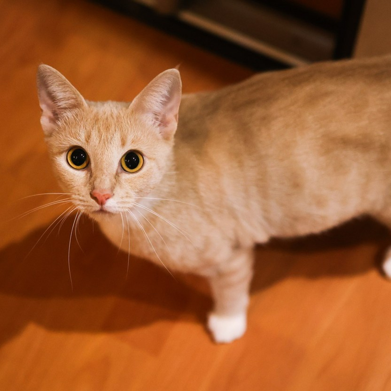 Отзывы. Фотограф-анималист Полина Колкова | Москва