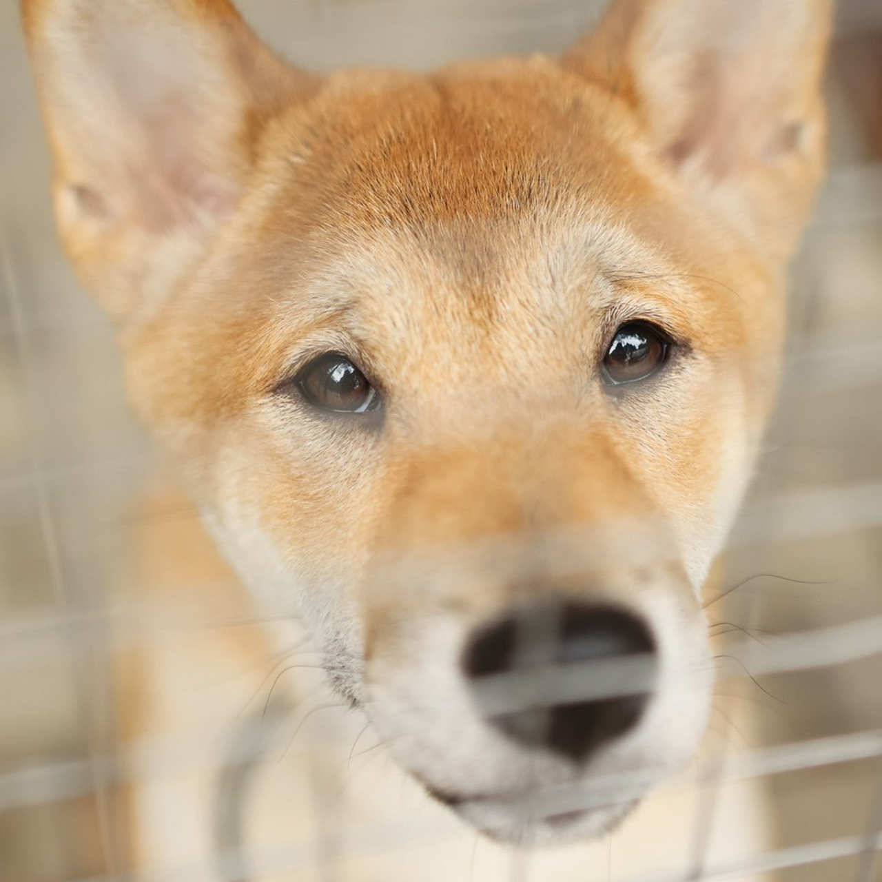 Отзывы. Фотограф-анималист Полина Колкова | Москва