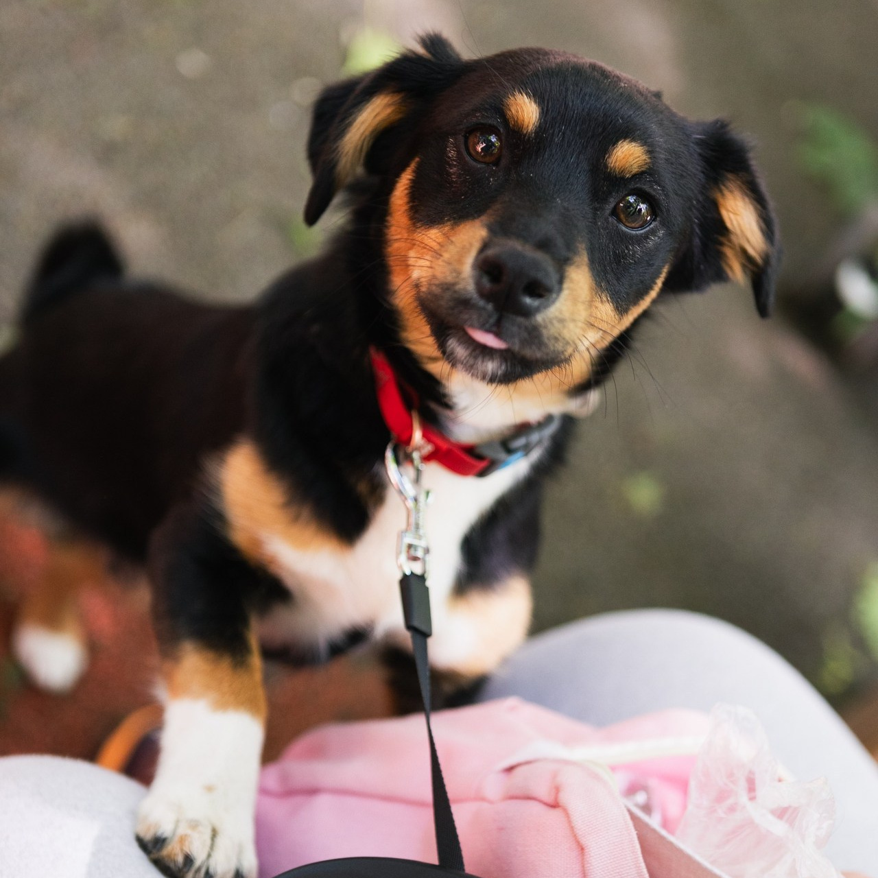 Отзывы. Фотограф-анималист Полина Колкова | Москва