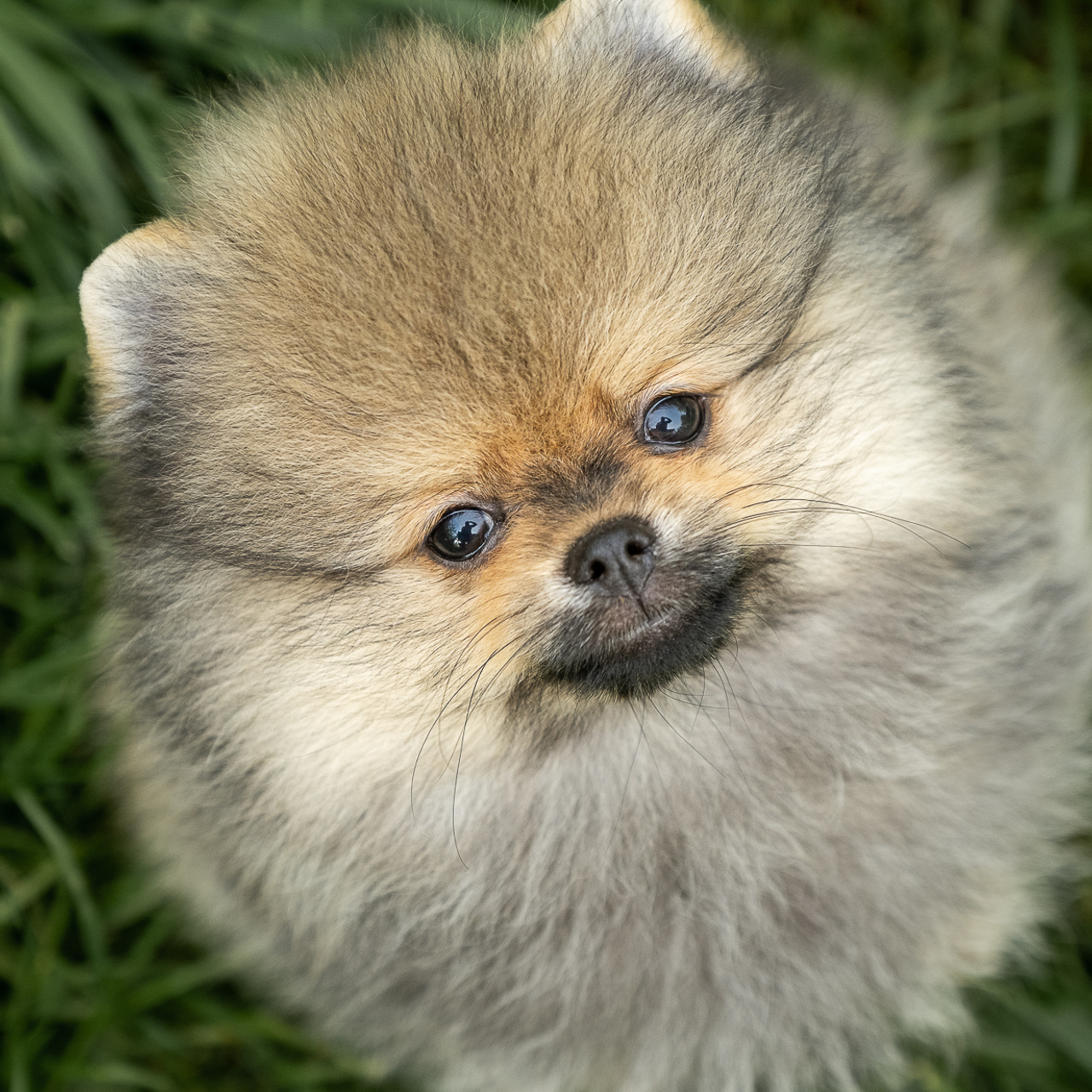 Анонсы съемок. Семейный и детский фотограф в Москве Светлана Потемкина