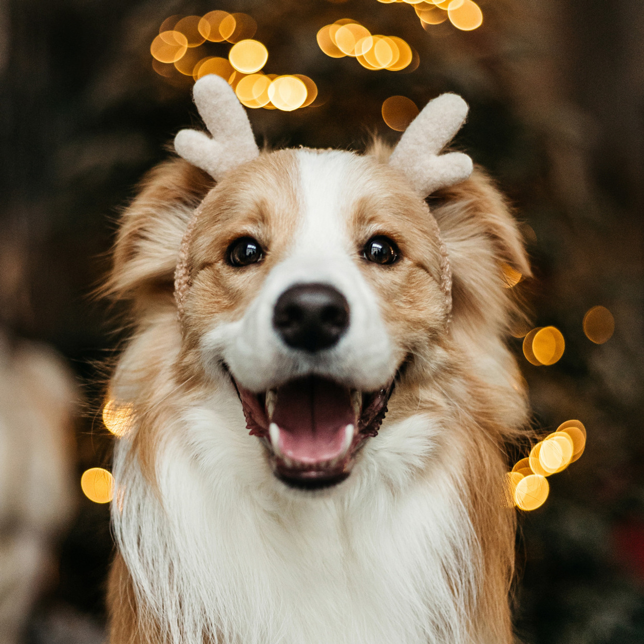 Новогодний фотодень