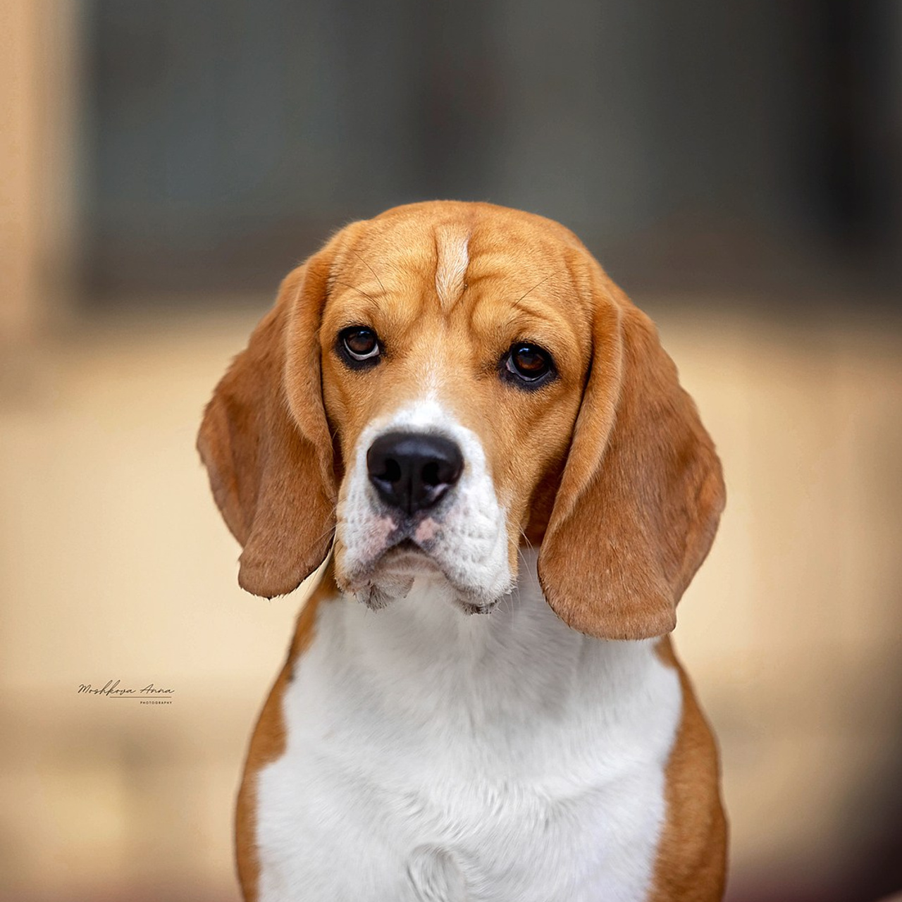 Бигль Роман