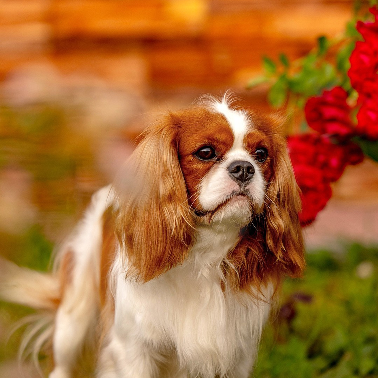 Отзывы. Https://moshkovaphoto.ru/