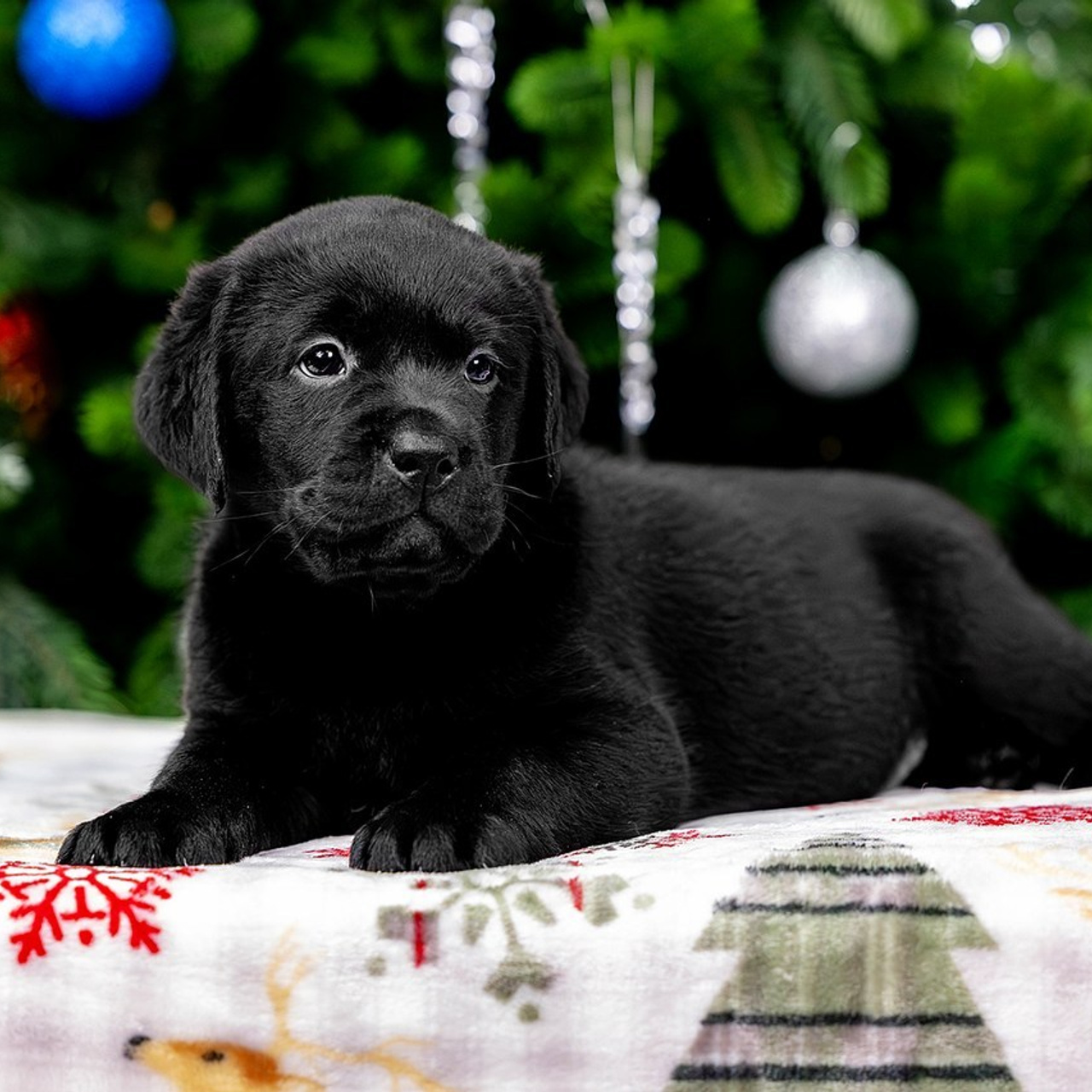 Отзывы. Https://moshkovaphoto.ru/