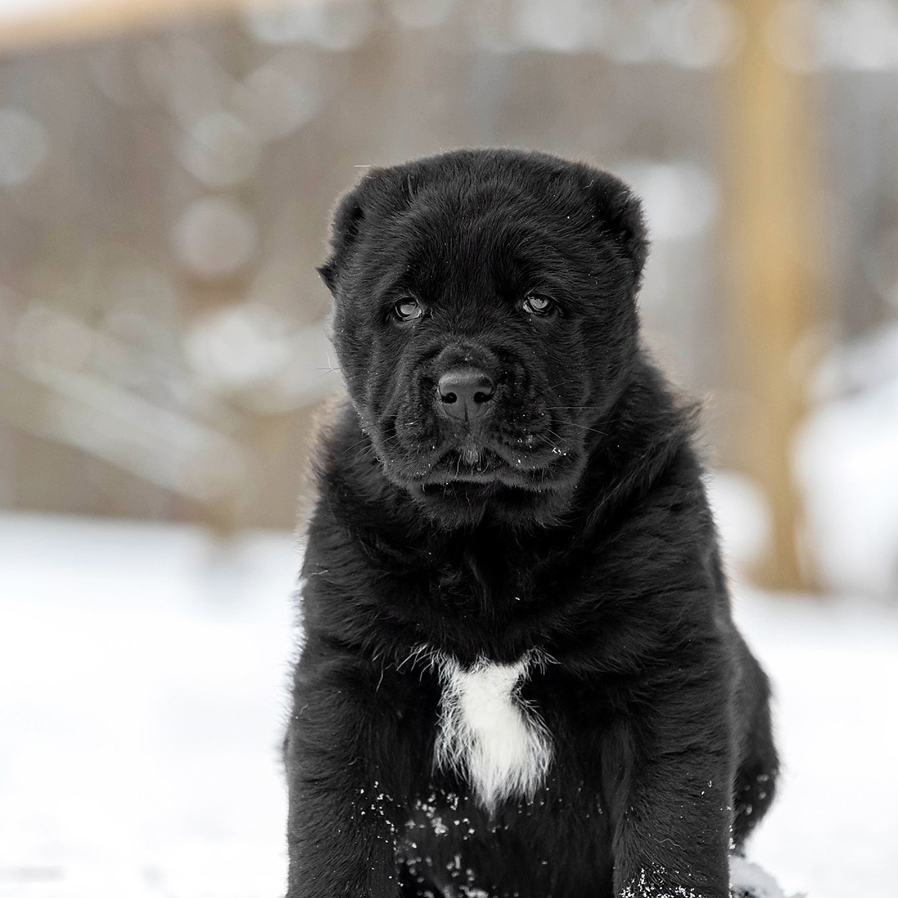 Отзывы. Https://moshkovaphoto.ru/