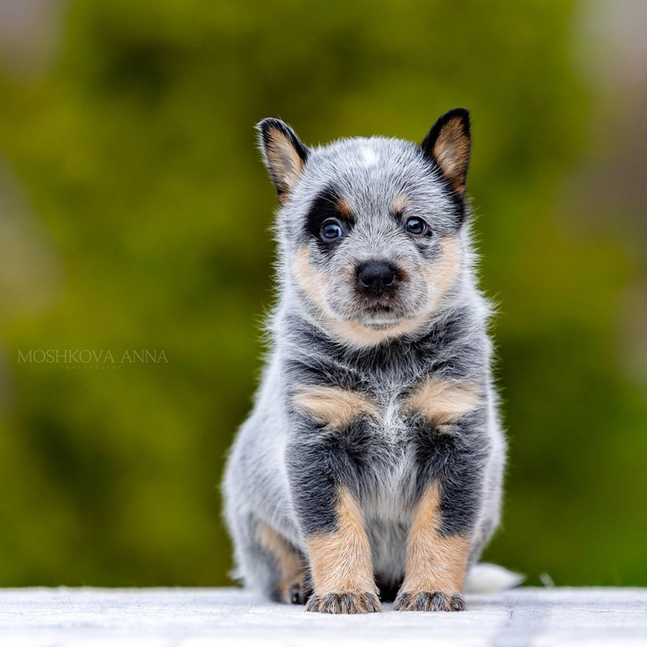 Отзывы. Https://moshkovaphoto.ru/