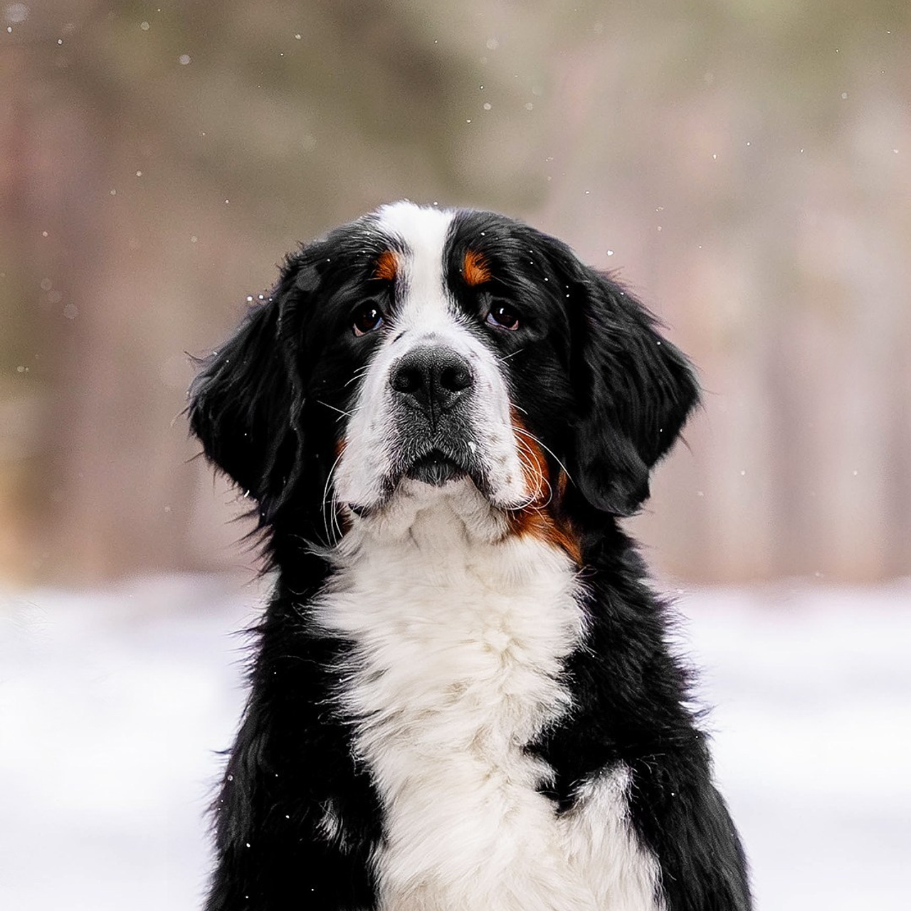 Отзывы. Https://moshkovaphoto.ru/