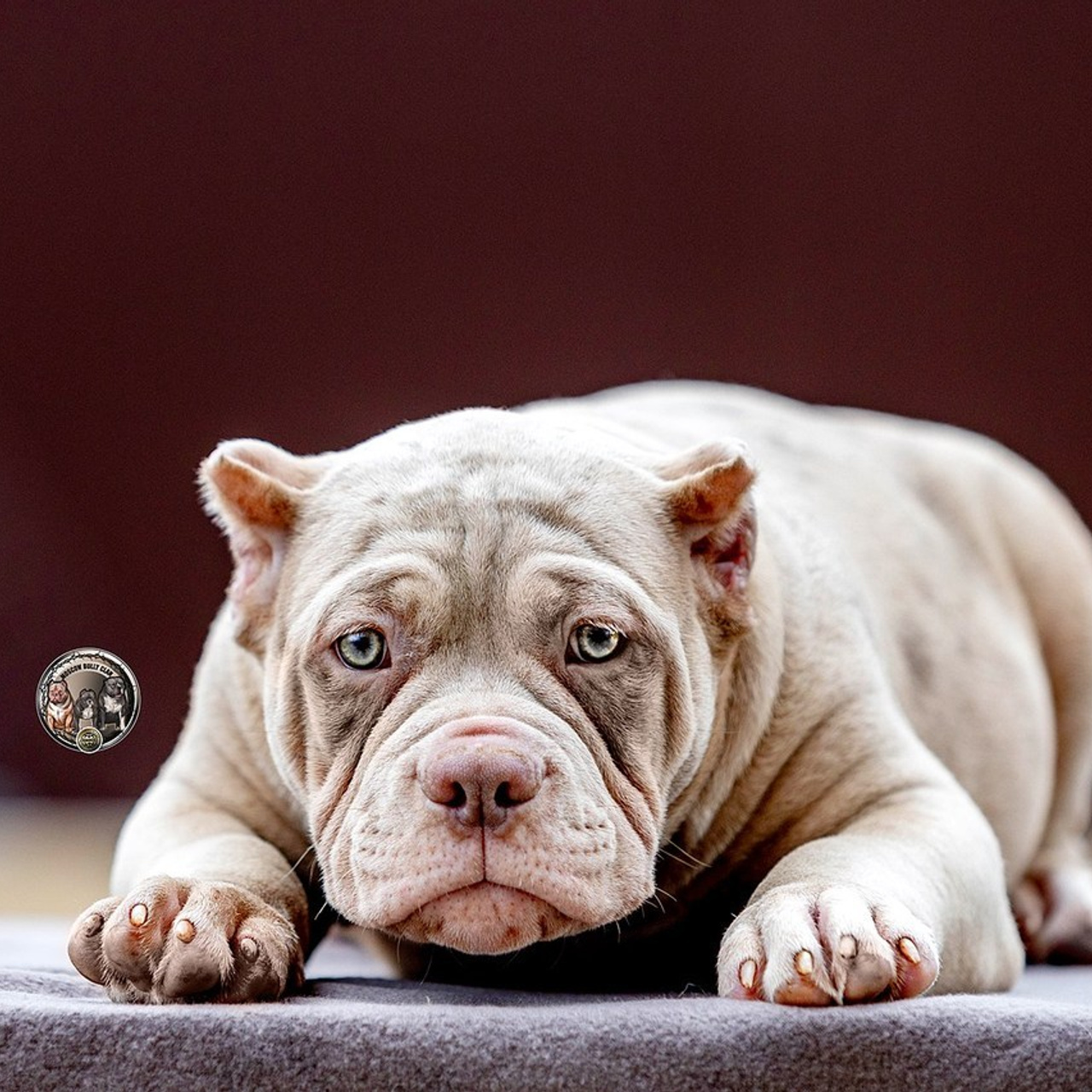 Отзывы. Https://moshkovaphoto.ru/