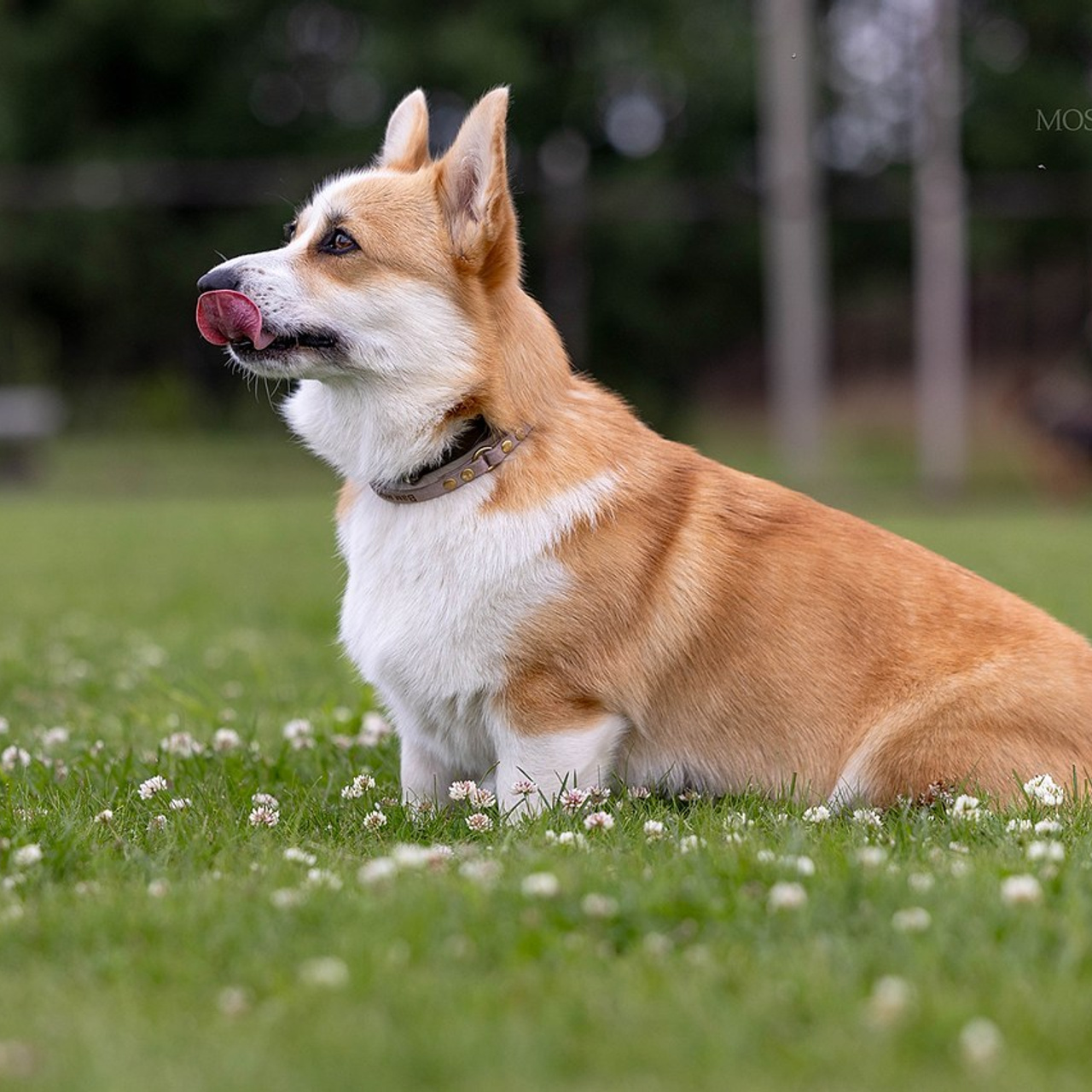 Отзывы. Https://moshkovaphoto.ru/