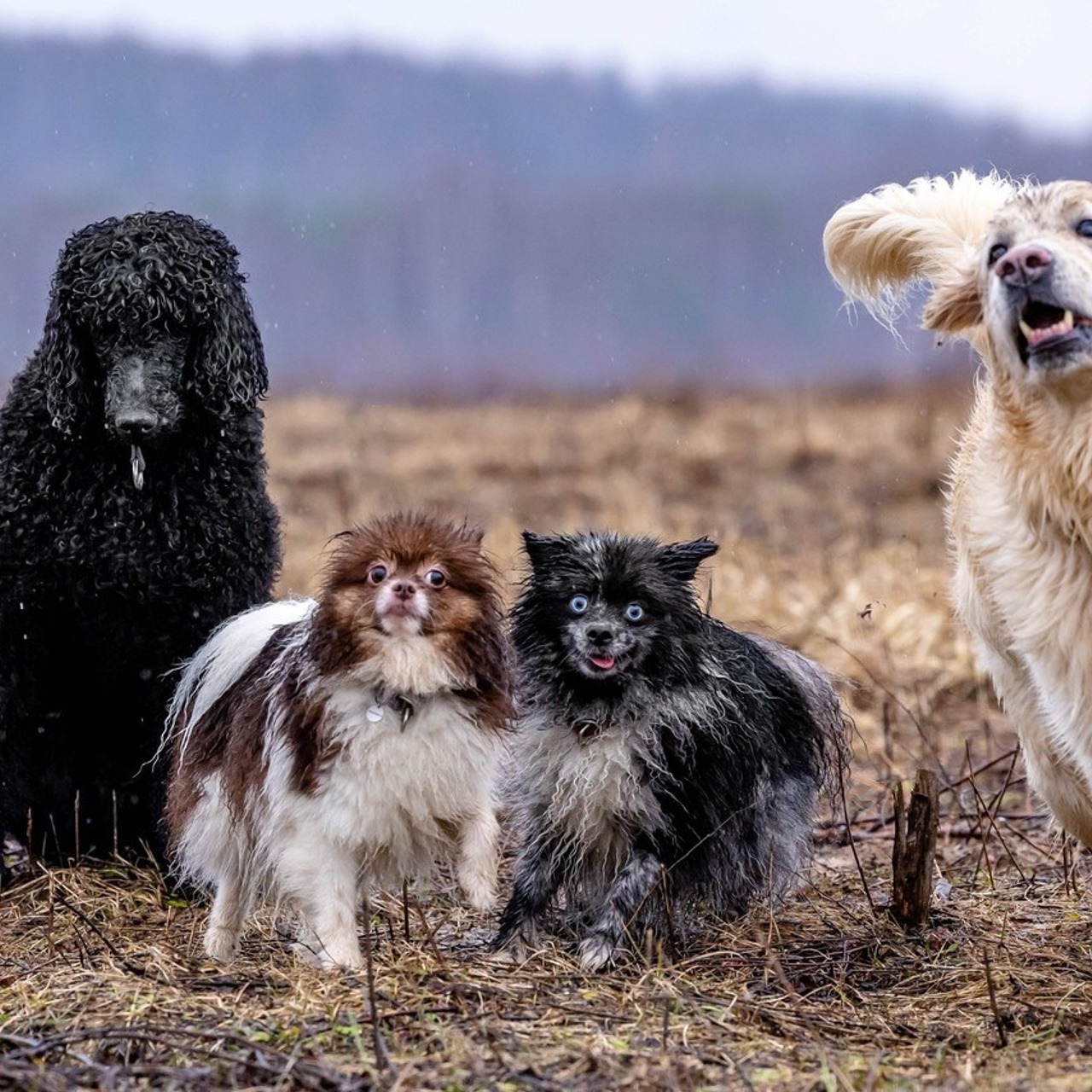 Отзывы. Https://moshkovaphoto.ru/