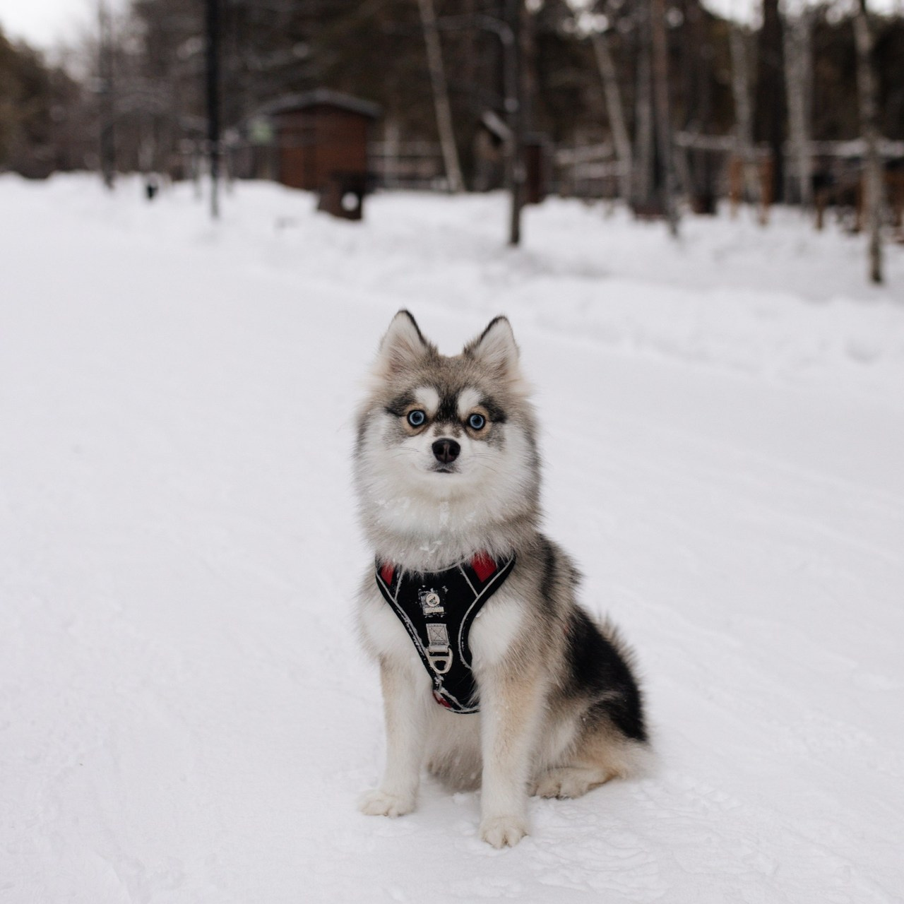Отзывы. Индивидуальный фотограф Новосибирск Настя