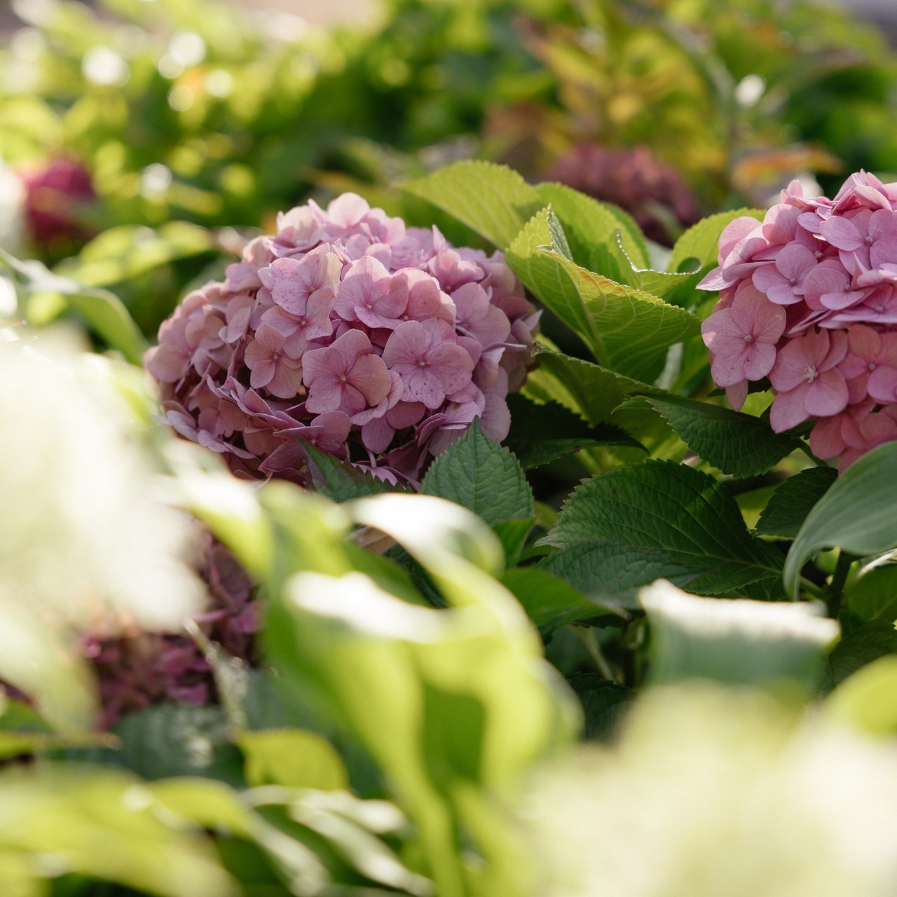 Отзывы. Портретный и репортажный фотограф в Москве Олеся Лисарк