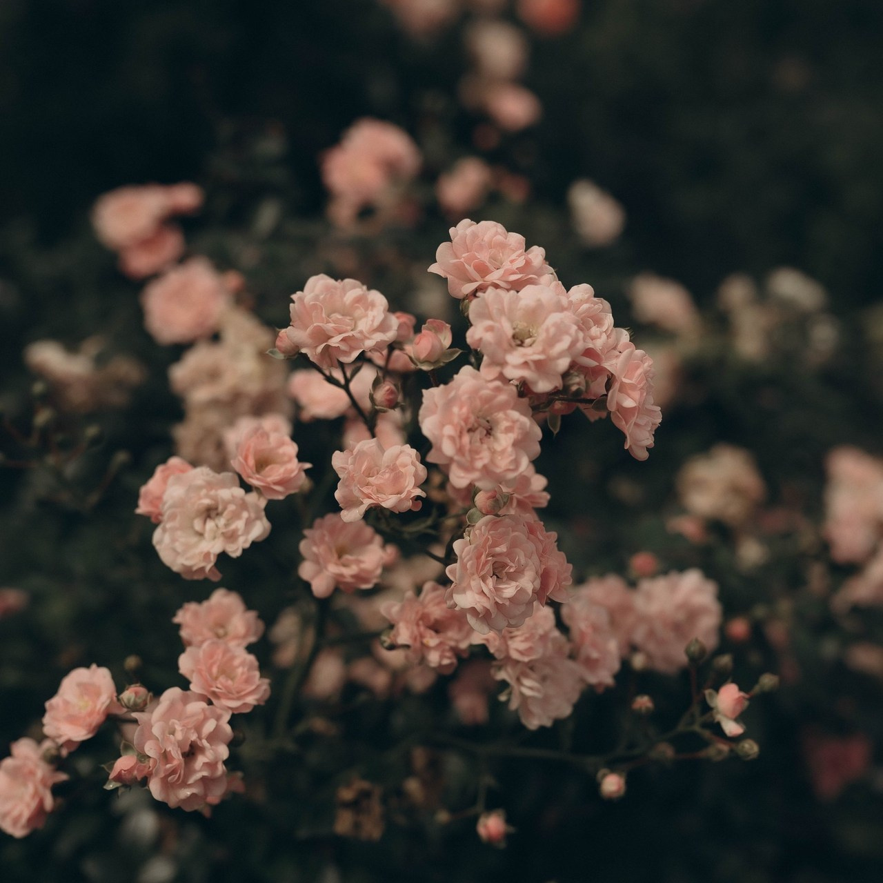 Отзывы. Семейный и детский фотограф в Москве Митенкова Мария