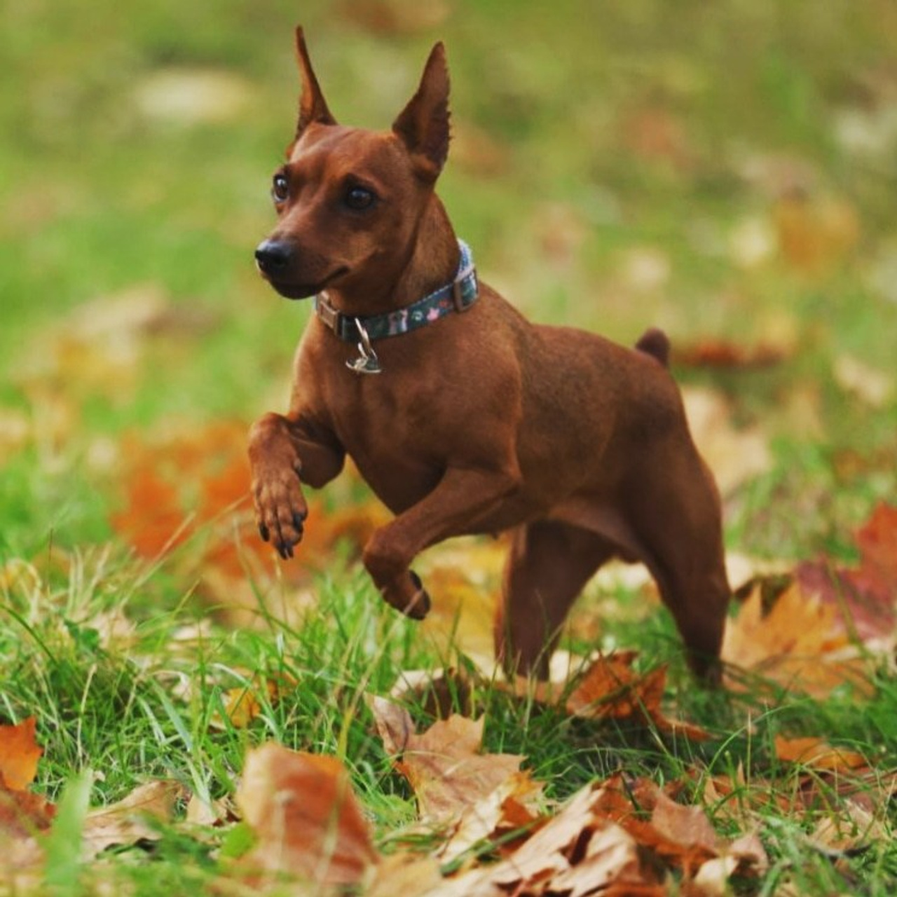 Отзывы. Виктория Михайловская. Фотограф-анималист. Москва