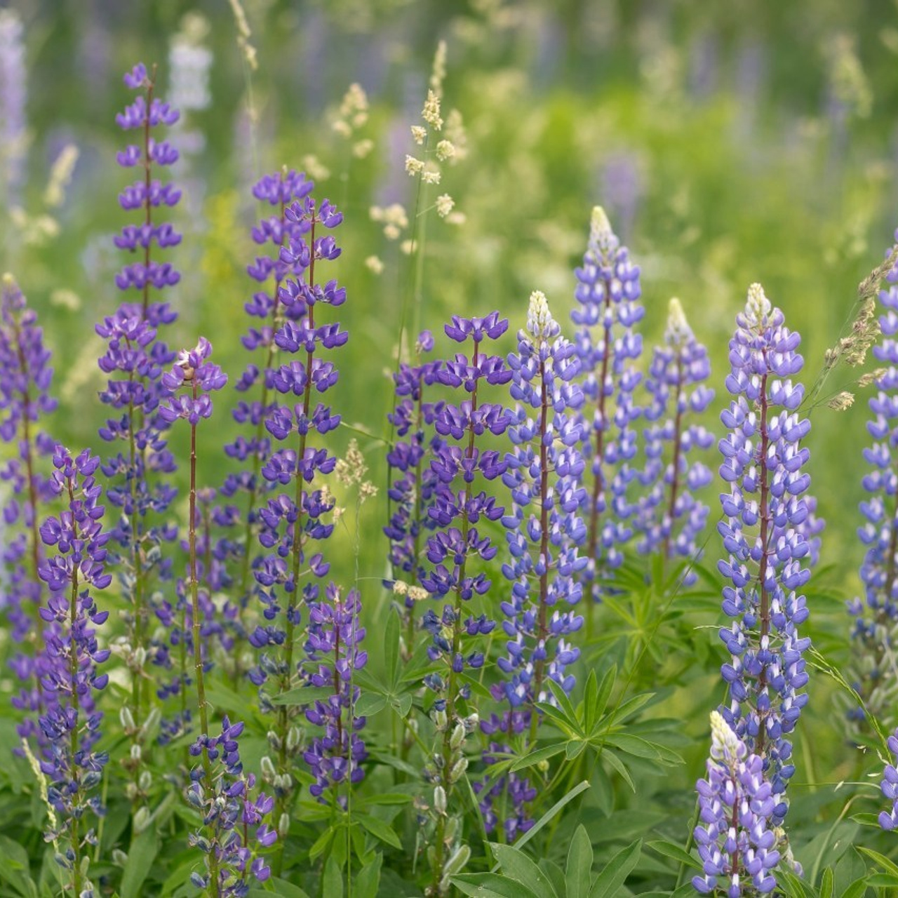 Отзывы. Семейный и репортажный фотограф в Череповце Оля Ланец