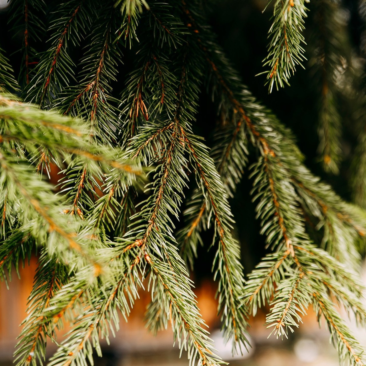 Отзывы. Семейный и репортажный фотограф в Череповце Оля Ланец