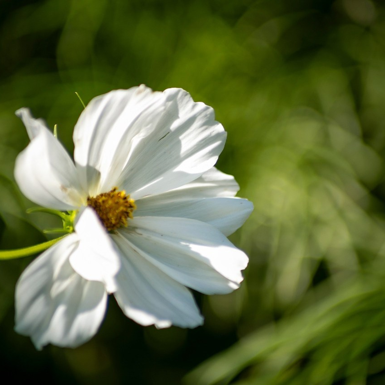 Отзывы. Семейный и репортажный фотограф в Череповце Оля Ланец