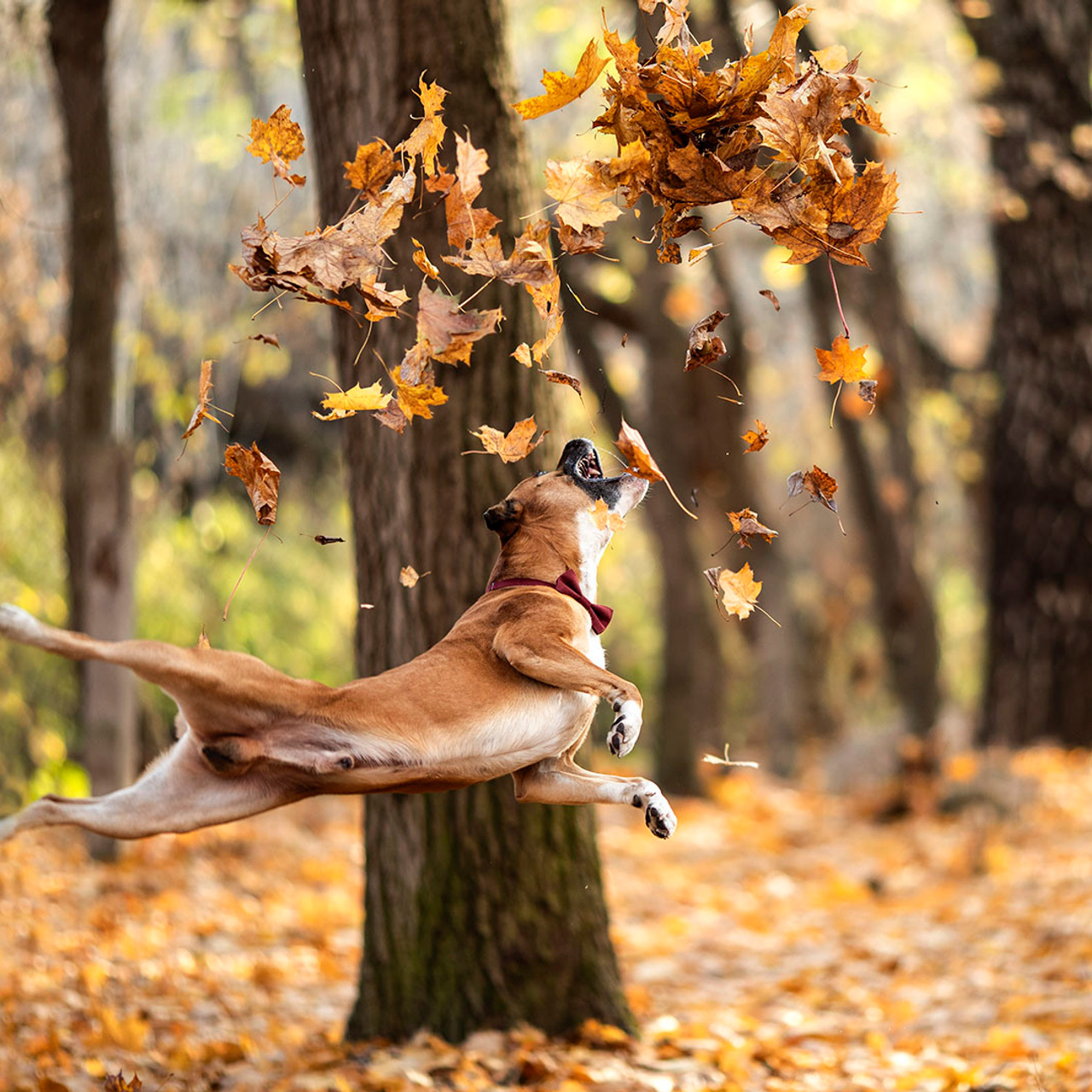 Фотосессии с собаками