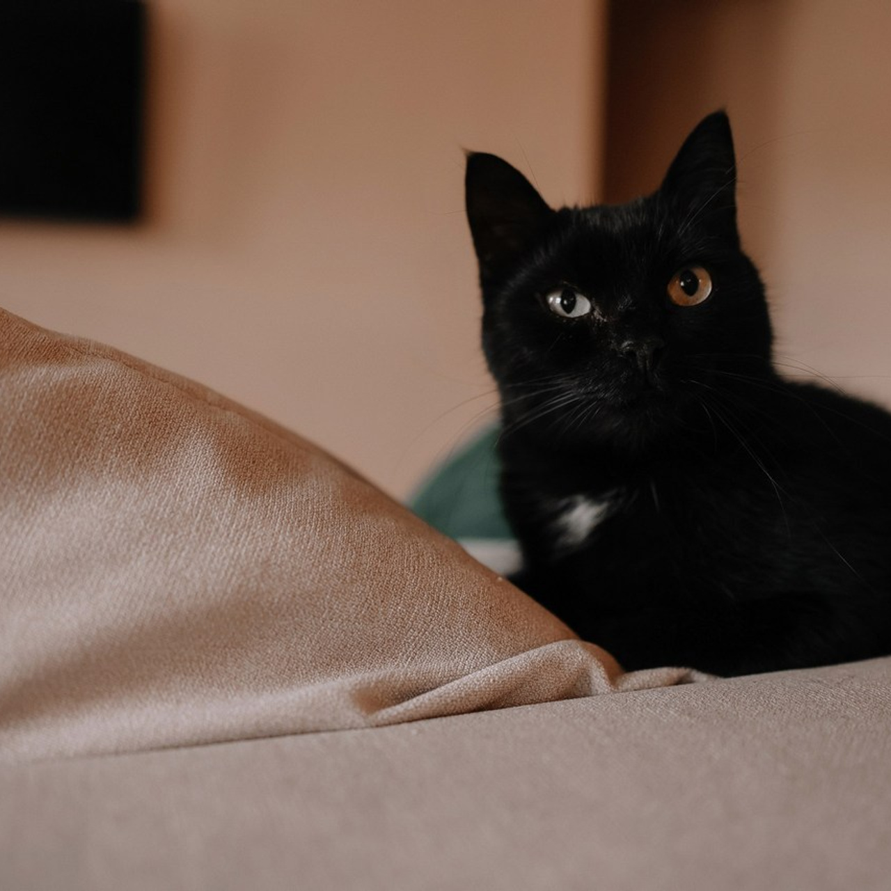 Отзывы клиентов. Свадебный и семейный Фотограф Денис Кошель