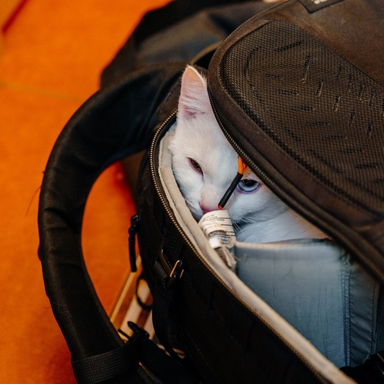 Отзывы. Gan media. Свадебные видео и фото в Барнауле. Антон Губанов