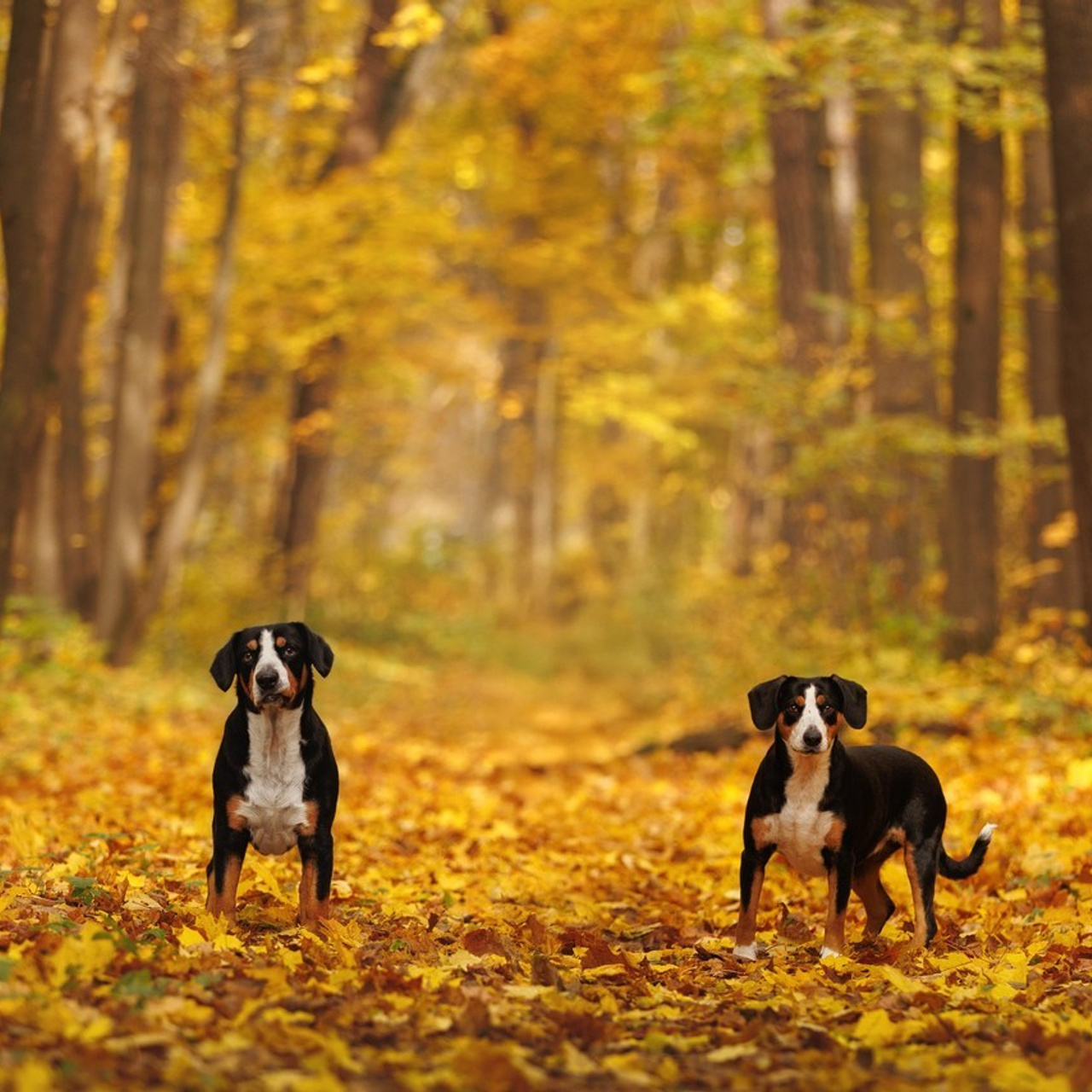 Отзывы. Фотограф-анималист в Калуге Мария Шерскова