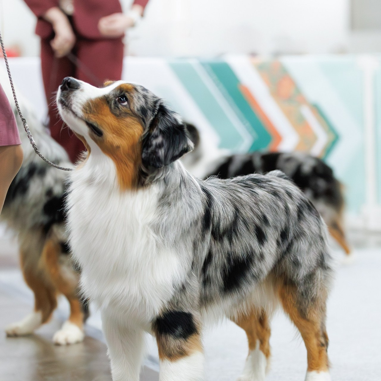 Отзывы. Фотограф-анималист в Калуге Мария Шерскова