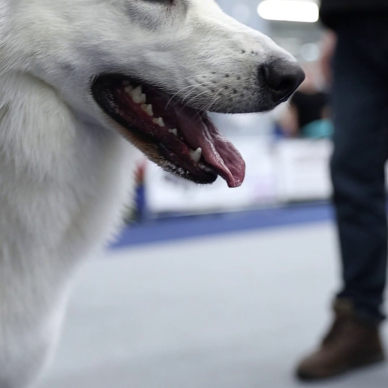 Отзывы. Фотограф-анималист в Калуге Мария Шерскова