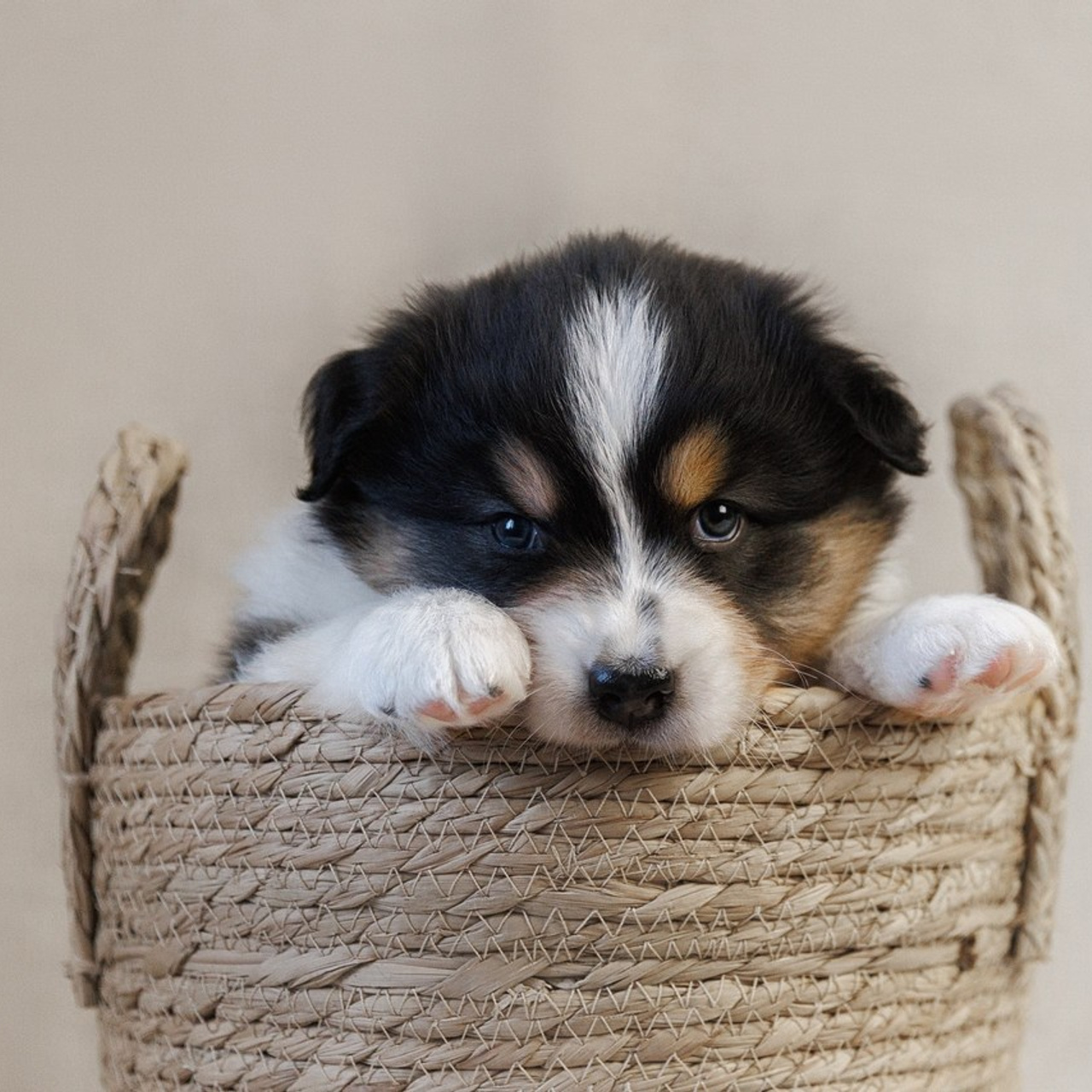 Отзывы. Фотограф-анималист в Калуге Мария Шерскова