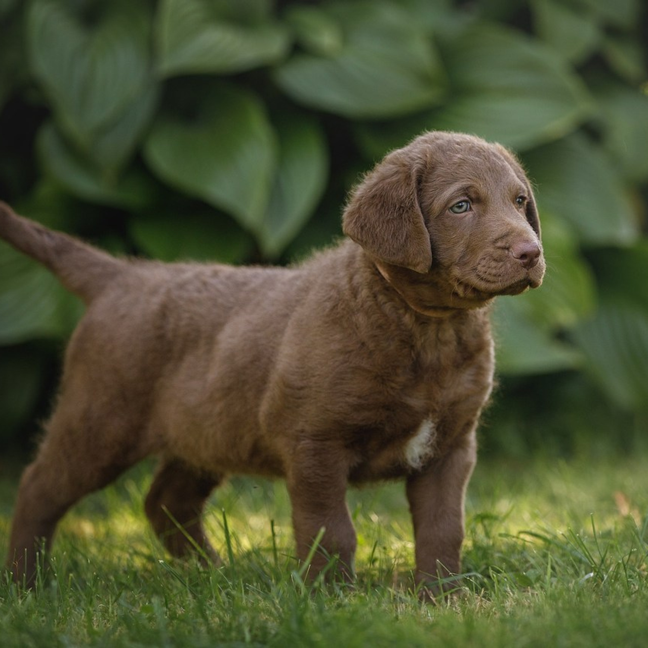 Отзывы. Фотограф-анималист в Калуге Мария Шерскова