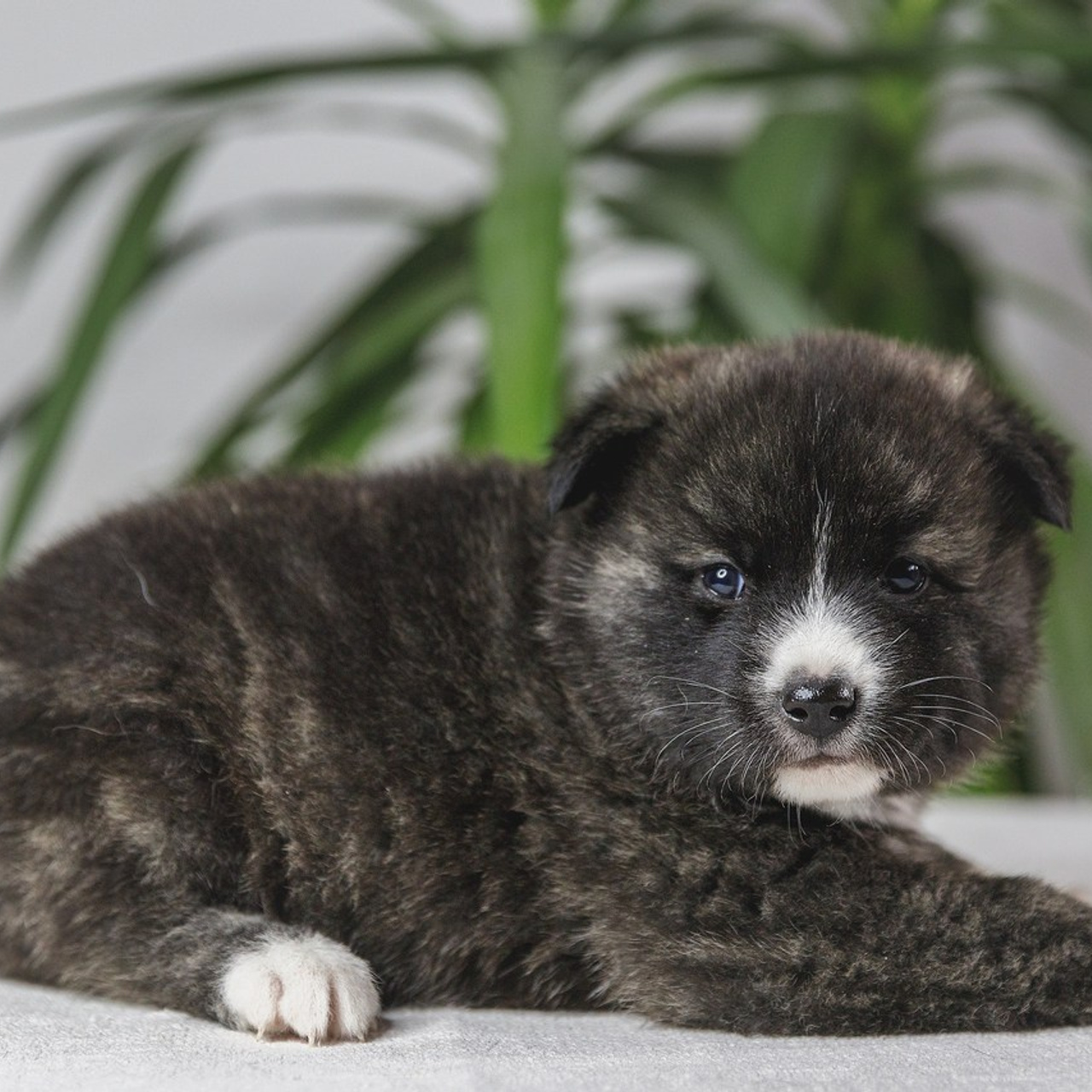 Отзывы. Фотограф-анималист в Калуге Мария Шерскова