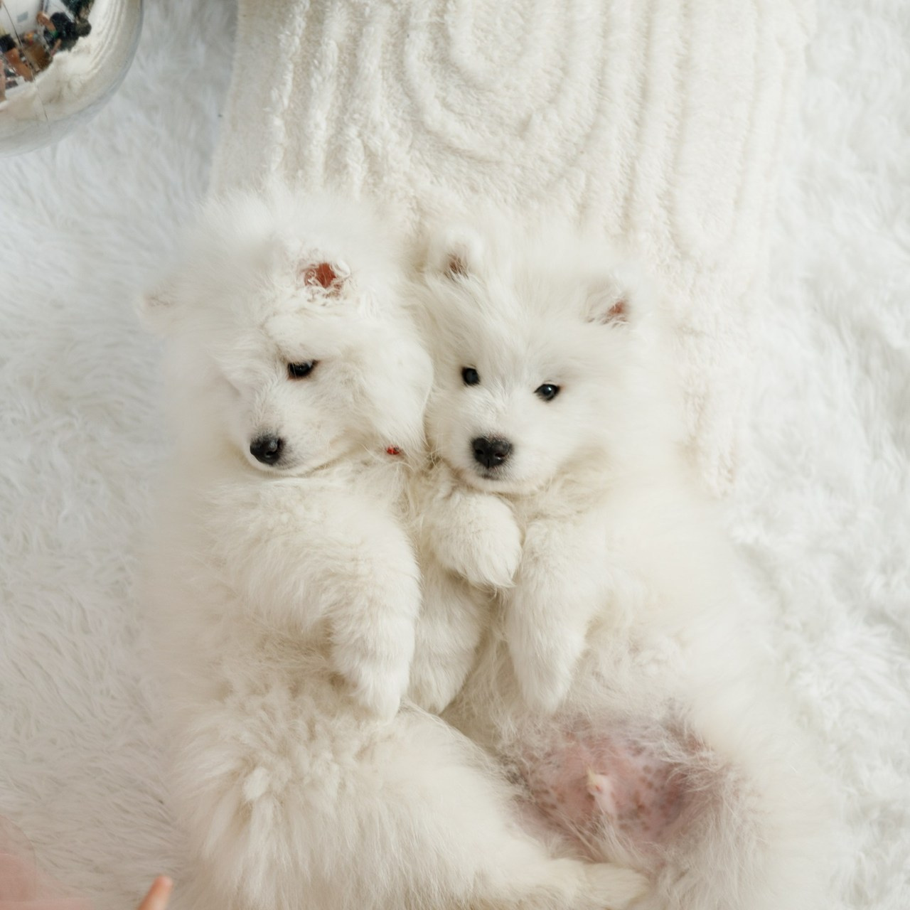 Отзывы. Детский Фотограф Анжелика Газиева