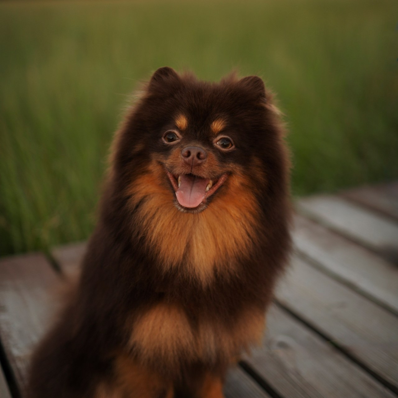 Отзывы. Фотограф-анималист в Санкт-Петеребурге Титова Алиса