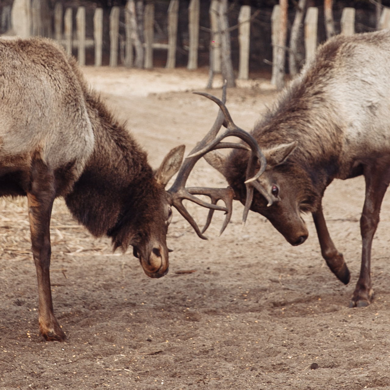 Отзывы. Фотограф Дмитрий Олейник в Волгодонске и Ростове